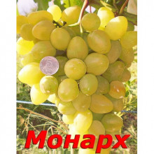 Виноград Саженцы Украины Сорт Монарх (столовый, молочно-желтый)