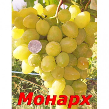 Виноград Саженцы Украины Сорт Монарх (столовый, молочно-желтый)