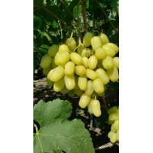 Виноград Саженец Донская невеста (столовый, ранний) (2010234205)