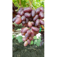 Виноград Саженец Красная Пуля (Сюзанна), гибридная форма, ранний (2010234202)